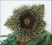 Huernia hystrix hystrix semis